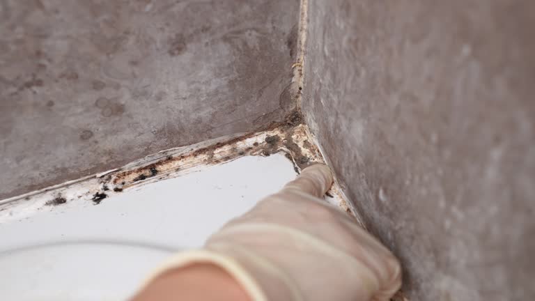 Best Industrial Mold Remediation  in Seyur, MO